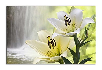 Fototapeta Lily and Waterfall 24718
